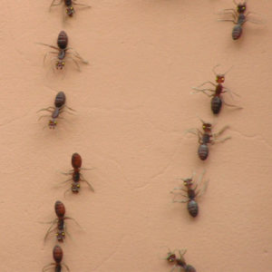 control de plagas - hormigas