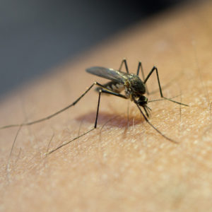 control de plagas -mosquito