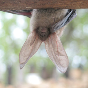 control de plagas -murciélagos